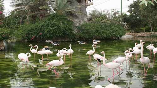 باغ پرندگان کیش