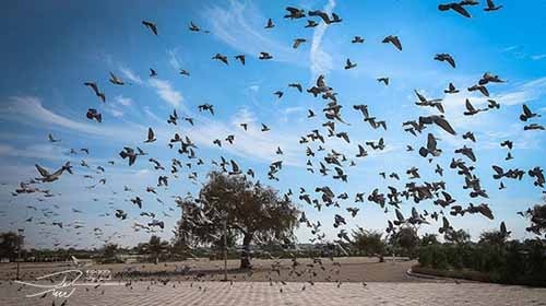 سایت پرندگان کیش