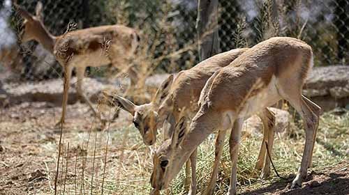 پارک آهوان کیش